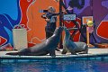 Marineland aout 2014 63